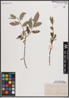Foto von Salix caprea L. x Salix repens L.